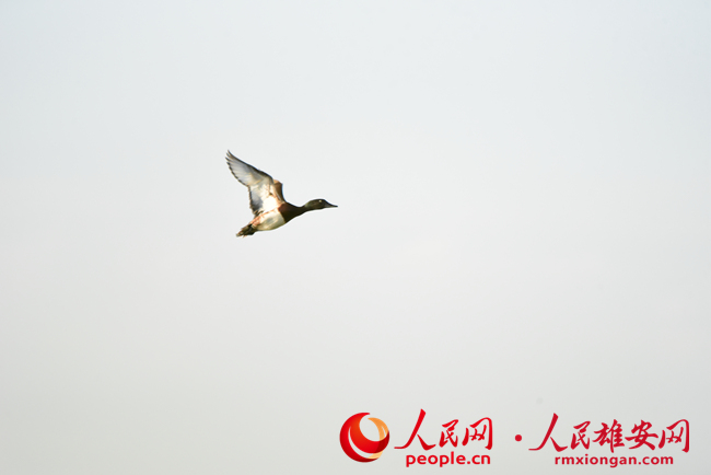 203e8592d3725d872ef23fe48fcc1ac6_LOCAL1656162066214ZAHW8KXKT6.jpg 203e8592d3725d872ef23fe48fcc1ac6_LOCAL1656162066214ZAHW8KXKT6.jpg