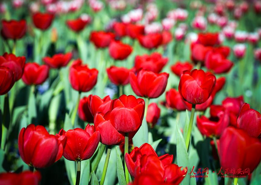雄安悅?cè)莨珗@郁金香盛放。人民網(wǎng)宋燁文攝