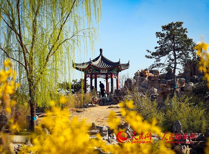 雄安郊野公園內(nèi)迎春花開，柳樹抽芽。人民網(wǎng)宋燁文攝