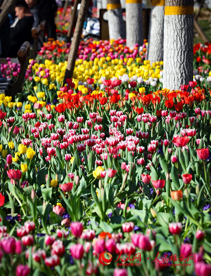 雄安悅?cè)莨珗@郁金香盛放。人民網(wǎng)宋燁文攝