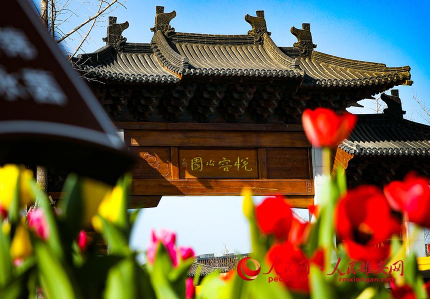 雄安悅?cè)莨珗@郁金香盛放。人民網(wǎng)宋燁文攝