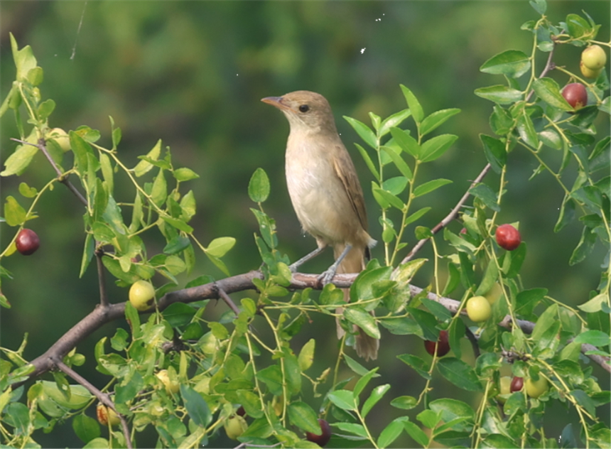 8f0a3cd01cba0c71c7c2e59499deb5b9_LOCAL170010400726327BBJ1C95K.jpg 8f0a3cd01cba0c71c7c2e59499deb5b9_LOCAL170010400726327BBJ1C95K.jpg