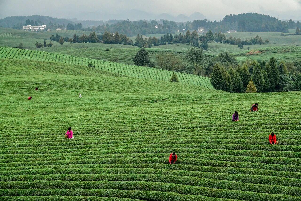 貴州省遵義市湄潭縣永興茶海。攝影 楊良強.jpg