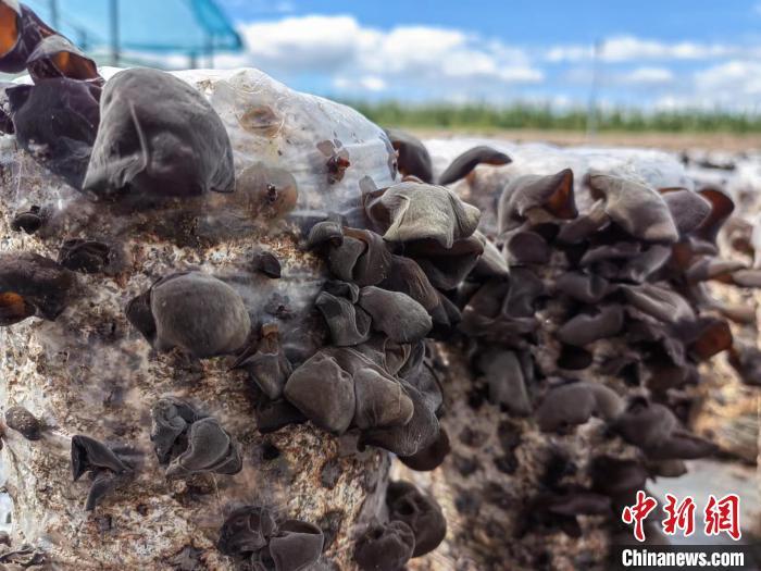 圖為阿榮旗的黑木耳。(資料圖) 謝宏秀供圖