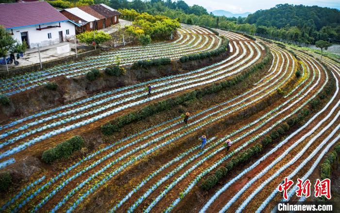 湖北遠安：農(nóng)旅融合助“高山村”變“幸福村”